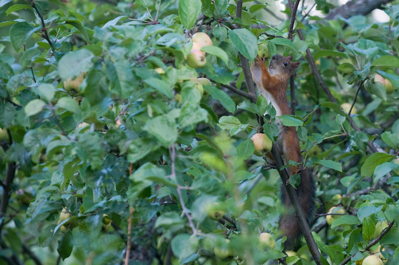 Orava 4.jpg - no no no, im just holding it and keep it from falling, im not eating it...